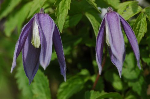 Clematis - Clematis alpina 'Columbine'